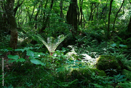 Картината върху платно shiny ferns in primeval forest