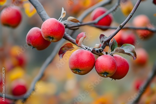 Red apples ripening on branches in autumn orchard fall