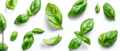 The Basil Leaves Spread on White Background for Fresh Culinary and Kitchen Inspiration