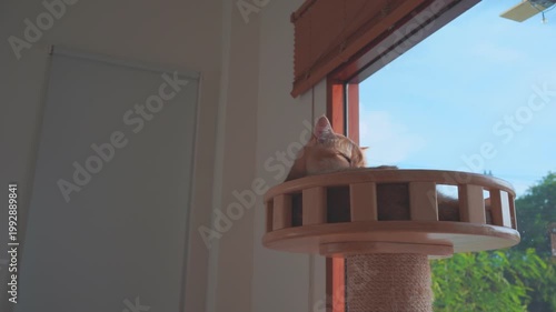 pet care concept with play and happy feeling with cat in living room 