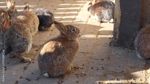 Cute fluffy brown bunnies on a sunny day outside