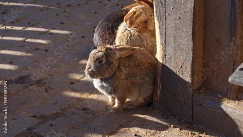 Cute fluffy brown bunnies on a sunny day outside