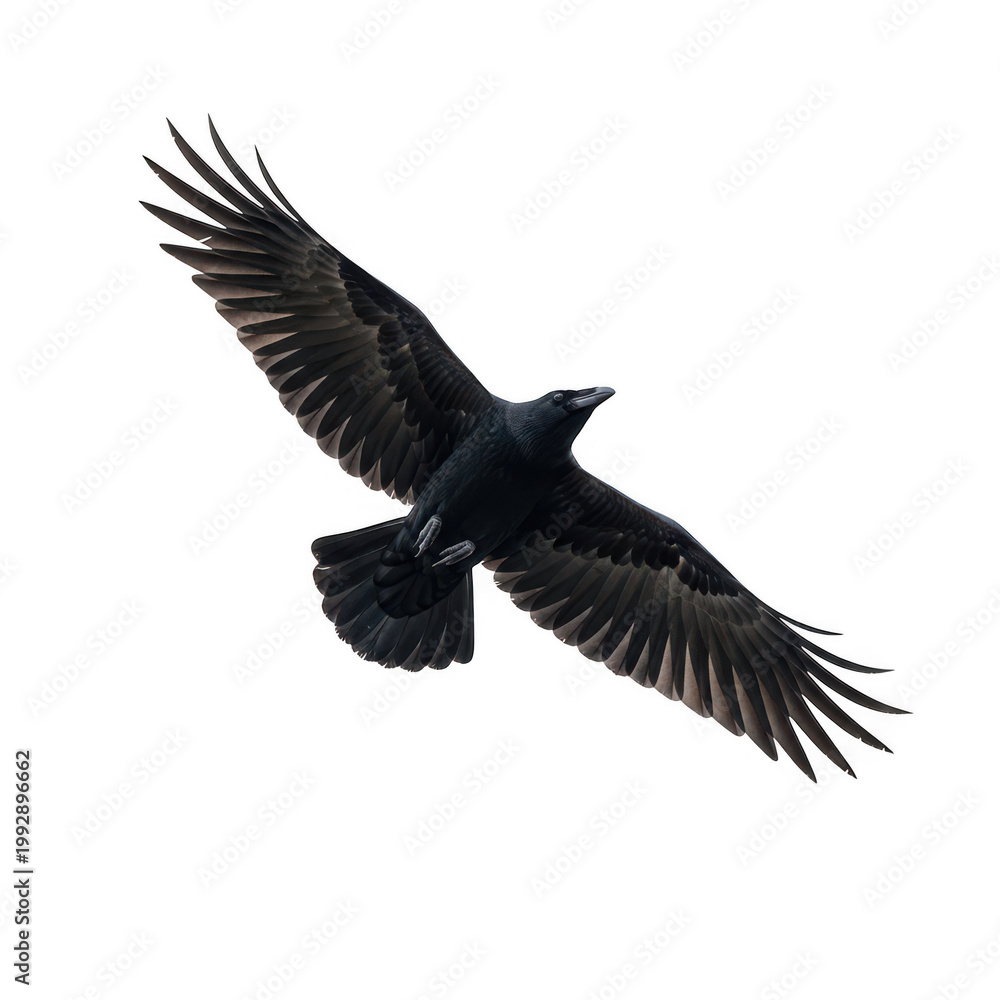 Fototapeta premium Black bird with wings spread wide in flight