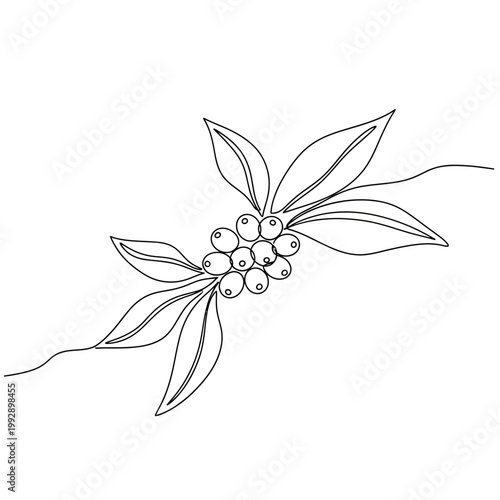 Minimalist Coffee Branch Line Art Drawing with Berries and Leaves