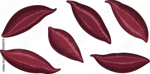 Fresh Sweet Potatoes Whole and Sliced Vector Illustration for Organic Food, Healthy Eating, and Vegetarian Designs