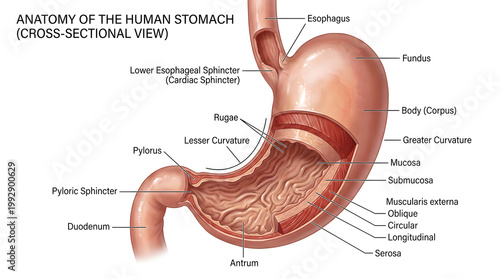 Detailed cross‑section view of the human stomach labeling fundus, body, antrum, rugae, mucosa, submucosa, muscularis externa, serosa, lower esophageal sphincter and pyloric sphincter to explain layers