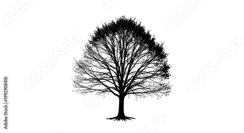 Striking silhouette of a large deciduous tree with intricate branches and a full canopy of leaves against a stark white background symbolizing nature and growth