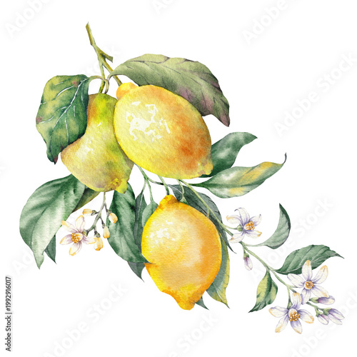 Hand-painted illustration of a lemon fruit branch, watercolor isolated clip art. Inspired by the timeless Mediterranean aesthetic of the Amalfi Coast. Perfect for summer-themed prints, packaging