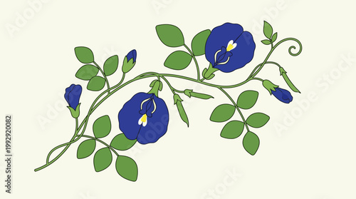 Butterfly Pea Flower Clitoria Ternatea Ayurvedic Herbal Plant Vector Illustration