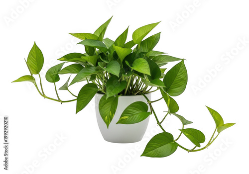 Pothos plant in a white pot with long vines and green leaves isolated on transparent background