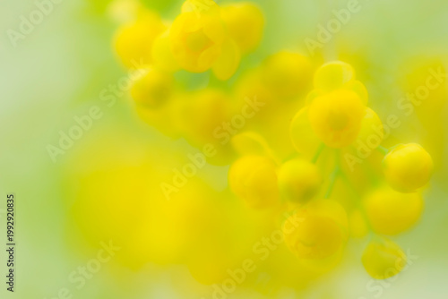 abstract plant blurred yellow-green background