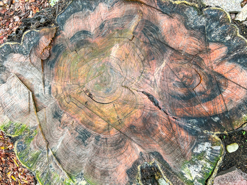 Tree Stump Close-up