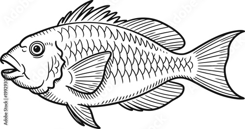 Detailed black and white line drawing of a fish with visible scales, fins, and tail