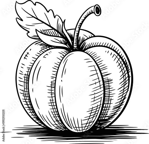 Hand drawn plum fruit with leaf monochrome sketch vintage fresh ripe fruit illustration with detailed shading and textures