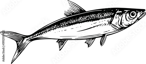 Detailed black and white illustration of a single fish with textured scales and fins, side view on white background