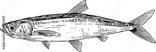 Detailed black and white illustration of a single mackerel fish with clear fin and scale textures