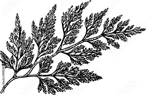 Intricate black and white illustration of a delicate fern branch with detailed leaves and natural botanical design
