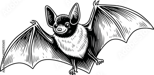Bat flying with wings spread wide, detailed black and white illustration