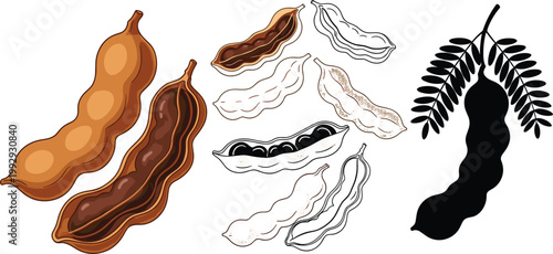 Tamarind fruit vector illustration set, whole pod peeled pulp sketch variations and silhouette tropical food element isolated on white background collection
