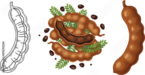 Tamarind fruit vector illustration set, whole pod peeled pulp and vintage line sketch of tropical tamarind isolated on white background food design collection