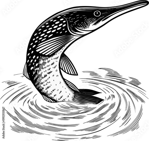 illustration of northern pike jumping out of water with ripples, detailed black and white aquatic fish drawing