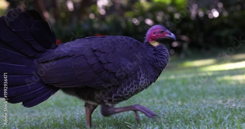 An Australian brush-turkey (Alectura lathami), or scrub turkey, walking across the grass in a park on a sunny day. Captured in slow motion from a low perspective.