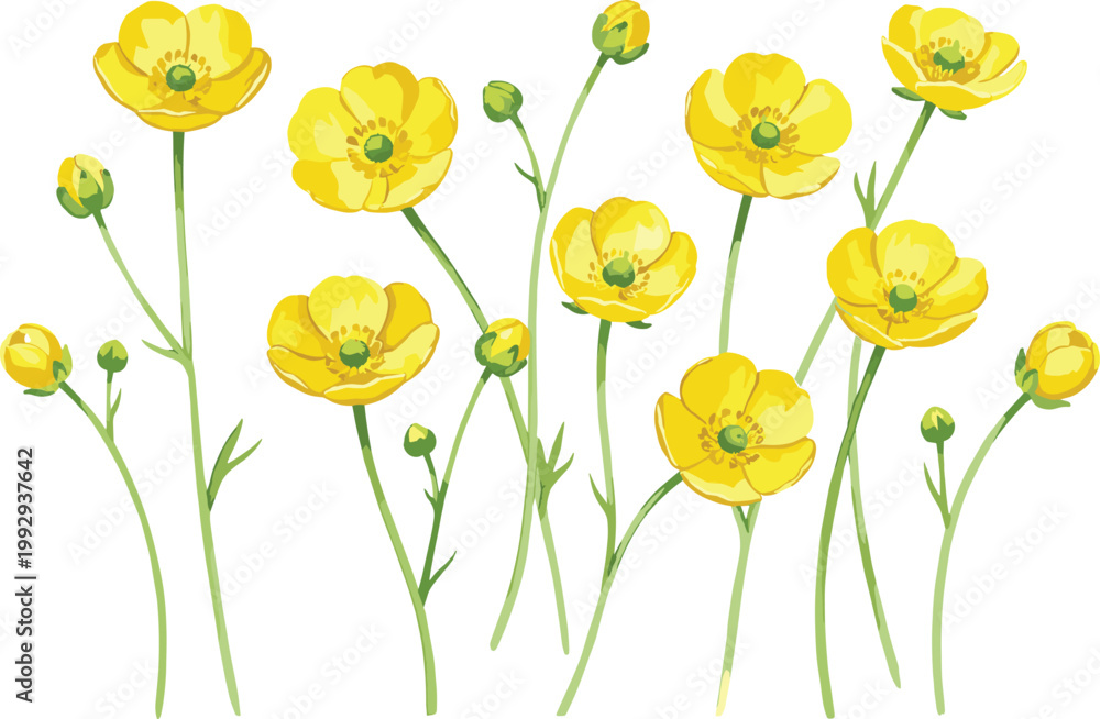 Obraz premium Bright Yellow Buttercup Wildflower Vector Set with Green Stems and Buds for Meadow Landscaping, Spring Garden Designs, Floral Patterns, and Natural Botanical Illustrations