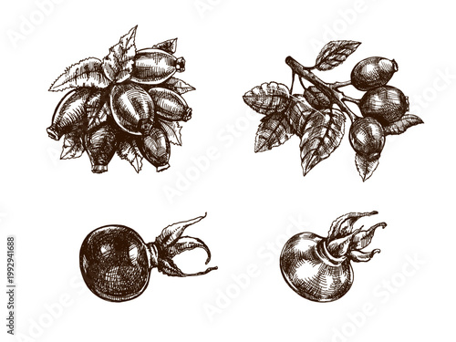 Hand drawn vintage sketch set of rosehip berries branches and single fruits in botanical engraving style monochrome illustration