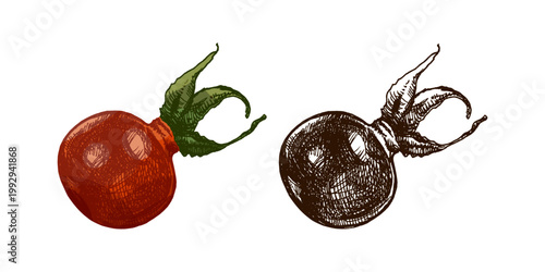 Hand drawn vintage sketch of rosehip berry set with colored and monochrome versions botanical illustration isolated