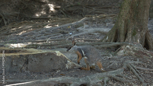 Cuadro en lienzo Swamp Wallaby Foraging Near a Tree Stump on a Forest Floor