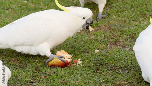 фотографія Sulphur-crested Cockatoo Eating a Piece of Fruit on Green Grass