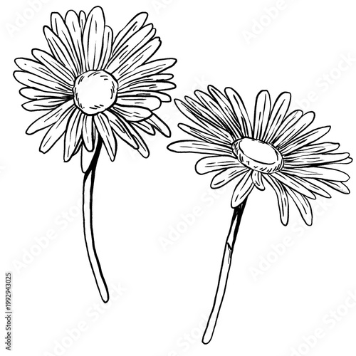 Black and white vector set of daisies in botanical engraving style. Front view and angled view flowers with fine hatching. Perfect for natural packaging, botanical tattoos, and vintage stationery.