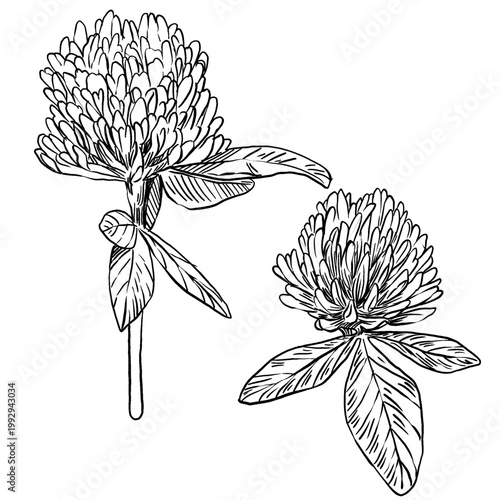 Black and white vector set of clover botanical engraving. Fine hatching for texture. Great for farm or tea packaging, botanical tattoos, stationery prints, and vintage art.