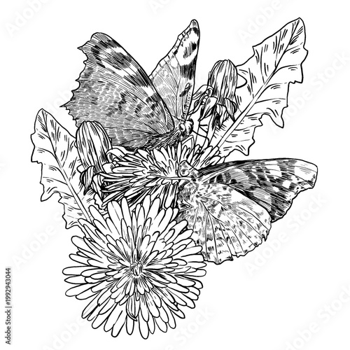 Black and white vector illustration of two butterflies on dandelions in botanical engraving style. Perfect for complex tattoos, organic packaging, and vintage nature prints.