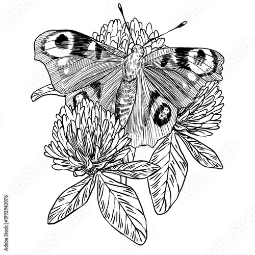 Black and white vector illustration of Peacock butterfly on clover in botanical engraving style. Open wings with eye spots. Perfect for graphics tattoos, natural packaging, and vintage prints.