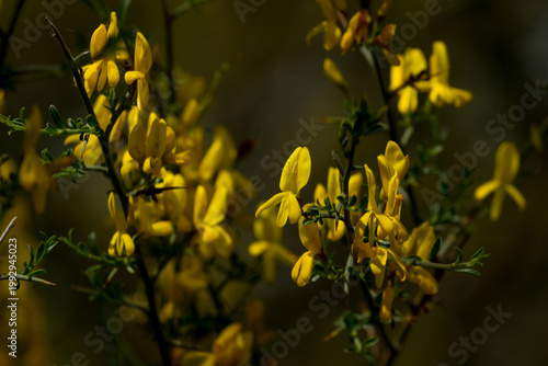 Close-up of flowering Genista broom bush with yellow blossoms in spring