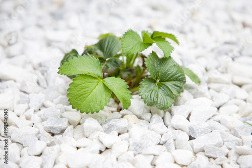 Strawberry plant growing in garden with white pebbles. Selective focus.