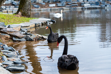 Series of close-up photos of two black swans swimming in a forest pond within a woodland park in spring. Dark elegant birds, calm water, reflections, seasonal nature.