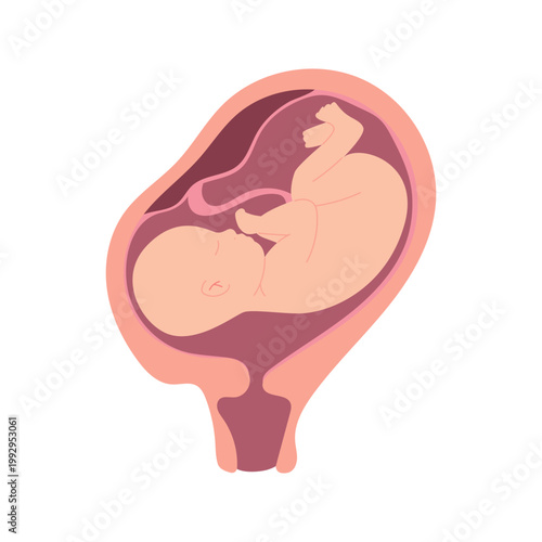 Baby Position in Womb Pregnancy Stages Childbirth Flat Illustration