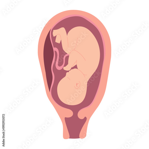 Baby Position in Womb Pregnancy Stages Childbirth Flat Illustration