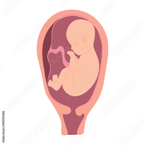Baby Position in Womb Pregnancy Stages Childbirth Flat Illustration