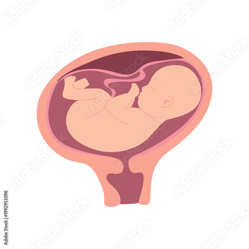 Baby Position in Womb Pregnancy Stages Childbirth Flat Illustration