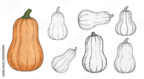 Set of butternut squash vegetable illustrations featuring one colored vintage style drawing and several black and white line art sketches in various positions on white.