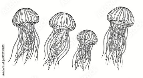 Black and white line art illustration featuring four detailed jellyfish with elongated tentacles and textured bells, set against a plain white background for nautical design elements.