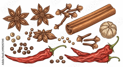 Detailed hand-drawn collection of aromatic culinary spices featuring star anise, cinnamon sticks, whole cloves, dried red chili peppers, and peppercorns isolated on a white background.