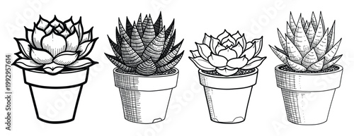 Black and white botanical line drawing of diverse potted succulents ideal for houseplant care guides or nature inspired design projects