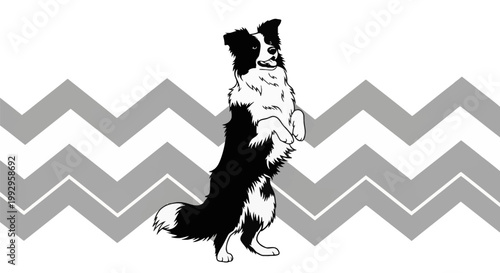 Black and white vector illustration of a Border Collie standing on its hind legs in a begging pose, set against a grey chevron zig-zag pattern background on white.