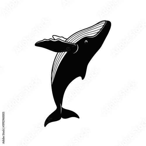 Black and white vector illustration of a breaching humpback whale jumping out of the water, featuring visible ventral pleats and pectoral fin, isolated on a white background.