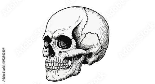 Hand-drawn black and white woodcut illustration of a human skull from a side view, featuring anatomical features like cranial sutures, teeth, and eye sockets on a white background.
