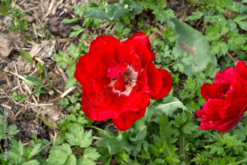 High angle view of beautiful tulip flower ype Tulipa agenensis Redouté at farm at Swiss city of Zürich on a spring day. Photo taken April 20th, 2026, Zurich Schwamendingen, Switzerland.